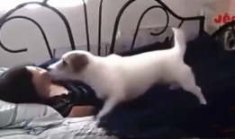 女人与动物性交视频,揭秘人类与动物性行为的禁忌真相